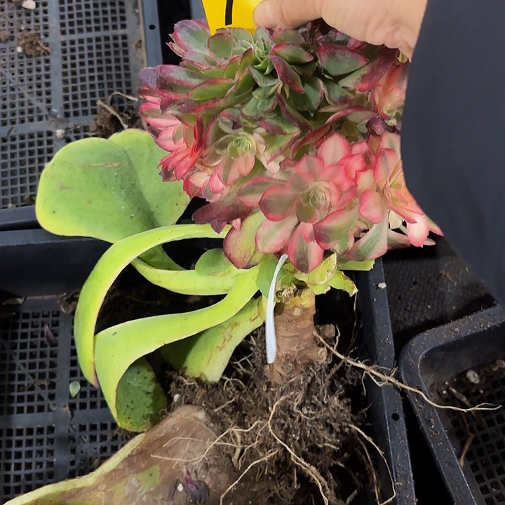 多肉植物黑膜锦缀791