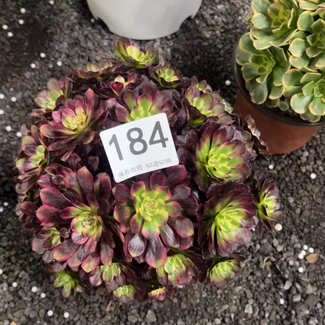 我是真的很喜欢这个