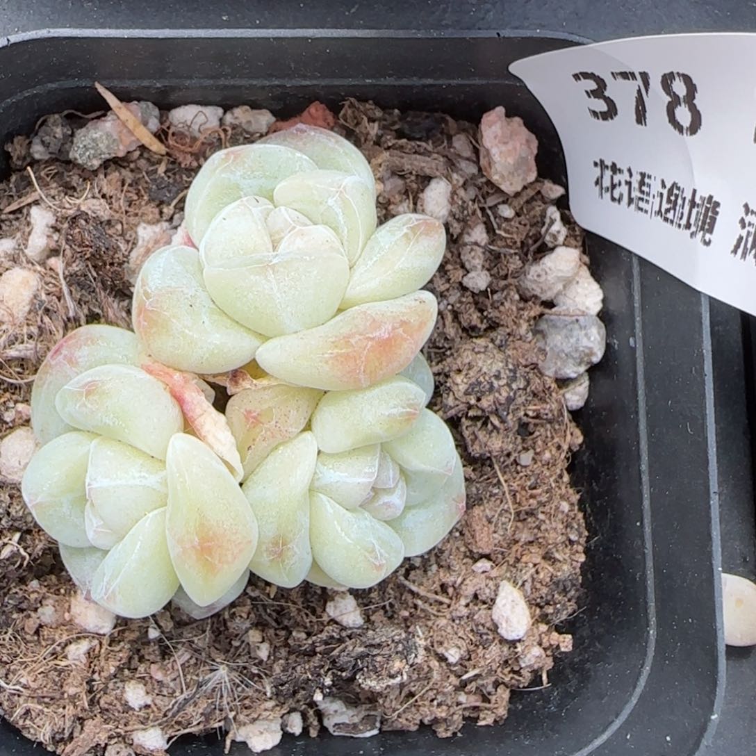 花语逸境0213-378