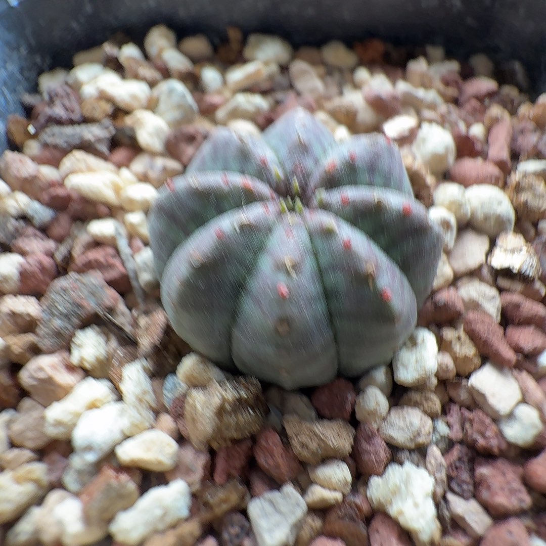 N***O实生法利达带盆发货