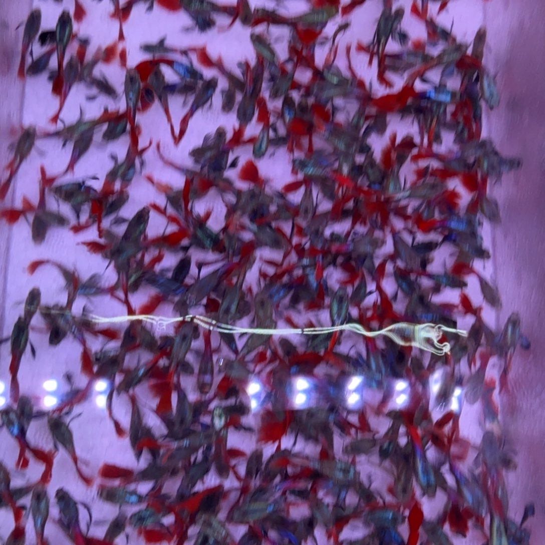 孔雀鱼象耳球苗20条