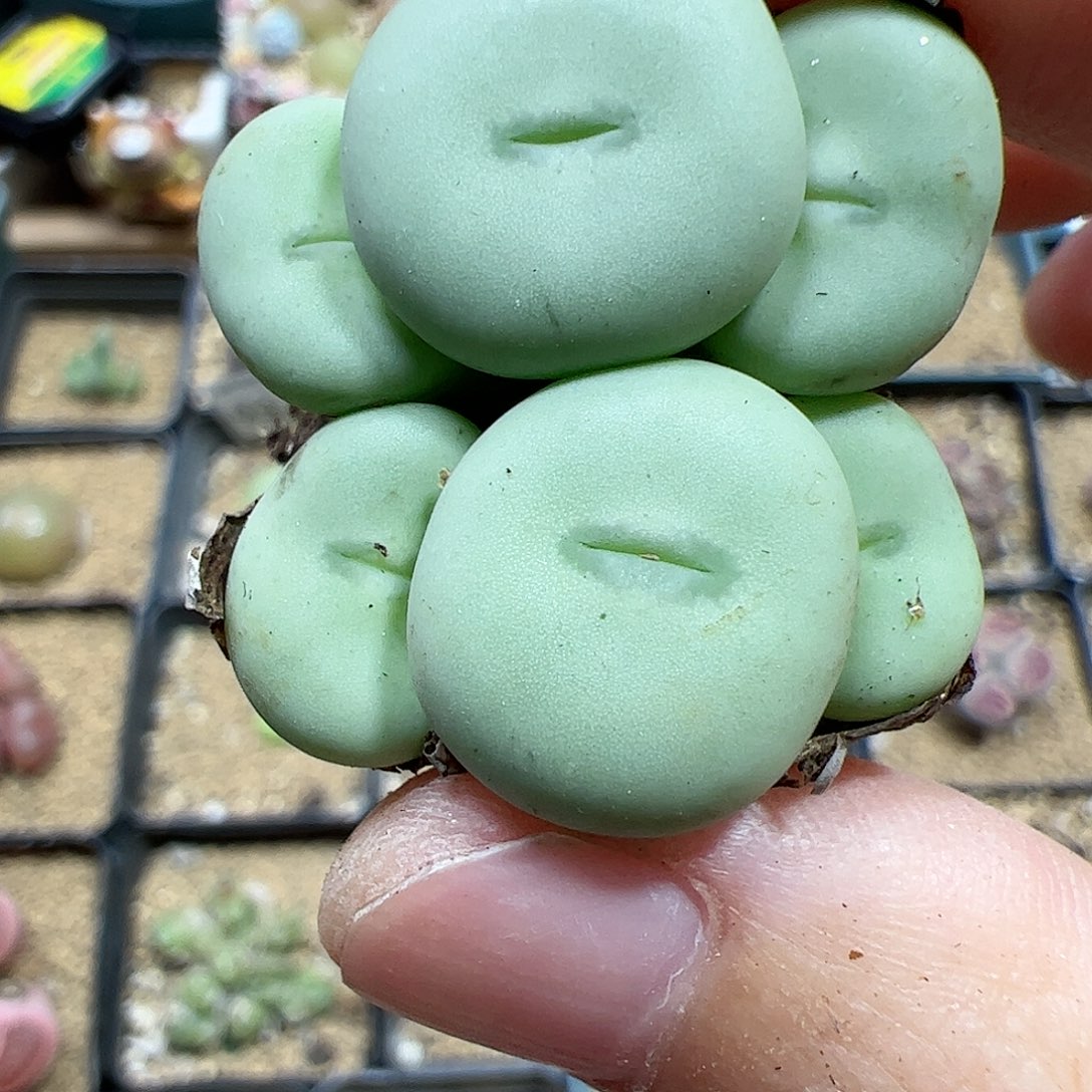 【闪购商品】342饼