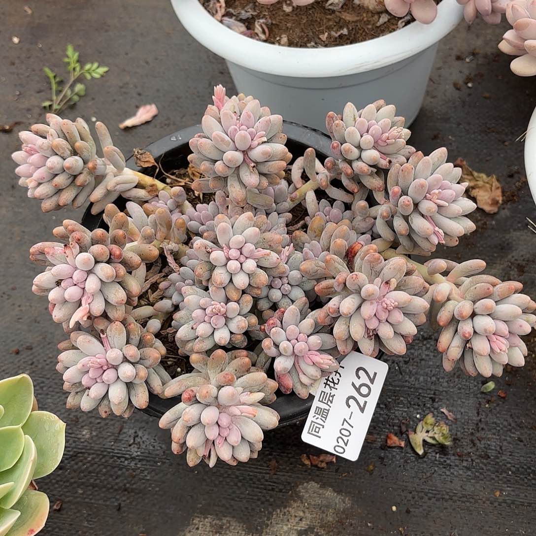 同温层多肉婴儿手指262