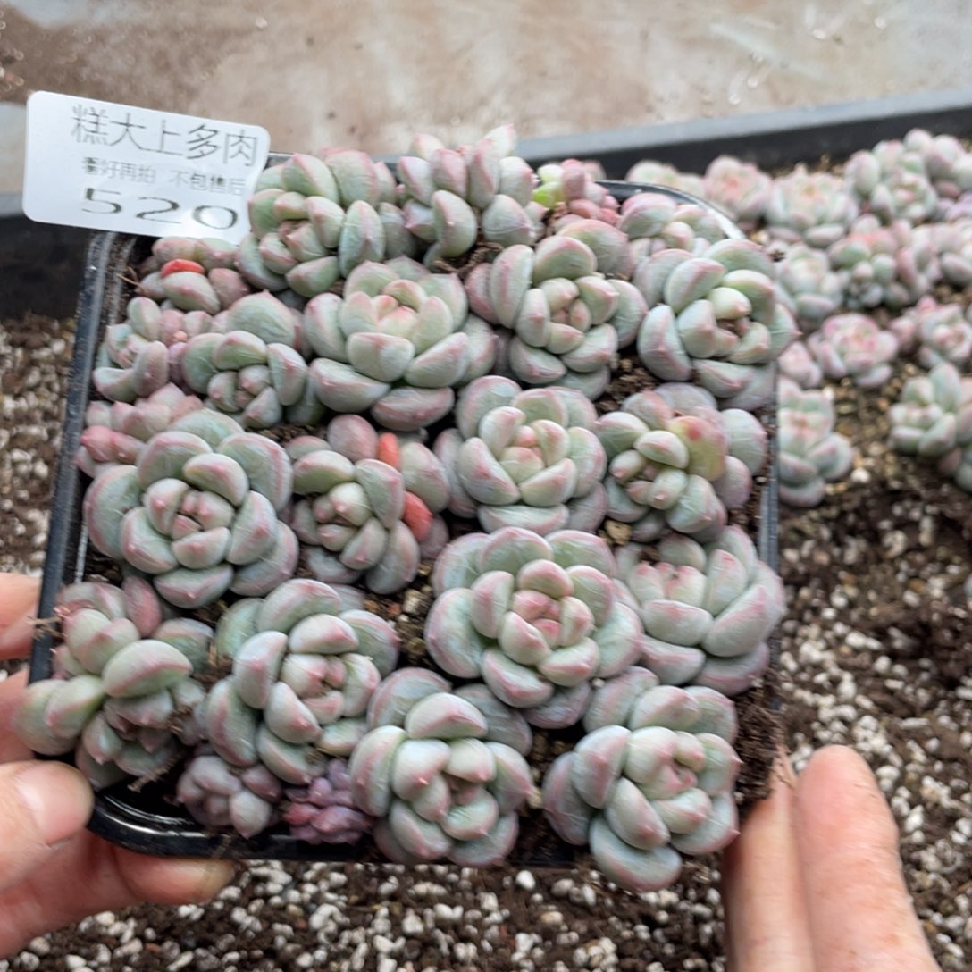 糕大上多肉植物520
