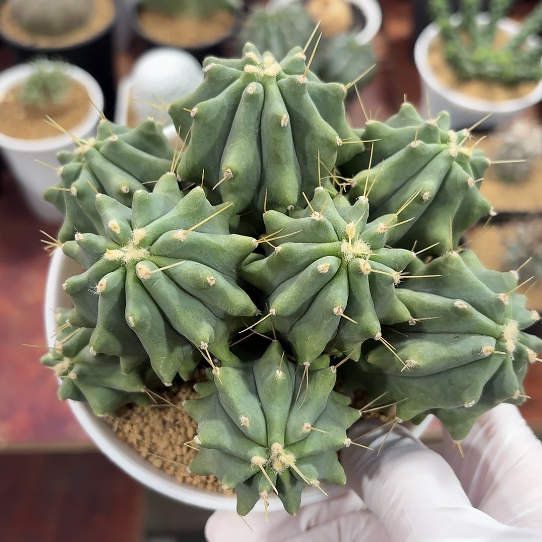 无刺王冠龙仙人球