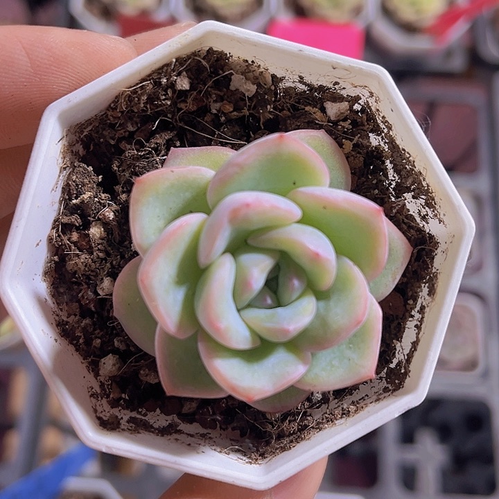 精品泡芙多肉植物