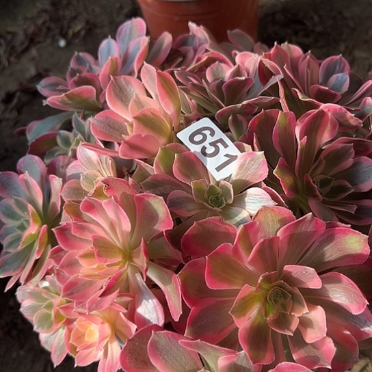 飞***舞多肉植物一个女郎651