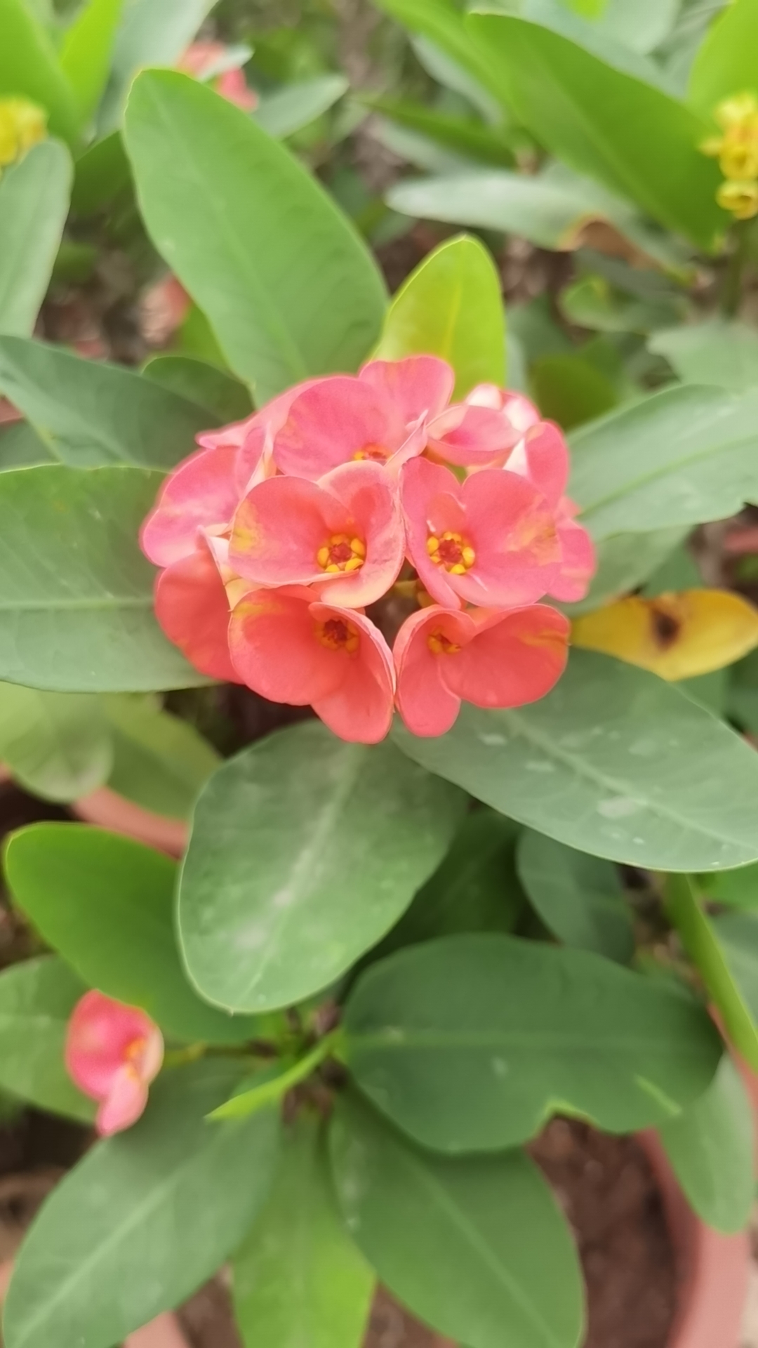 虎刺梅铁海棠四季开花多侧枝老桩阳台庭院别墅绿植