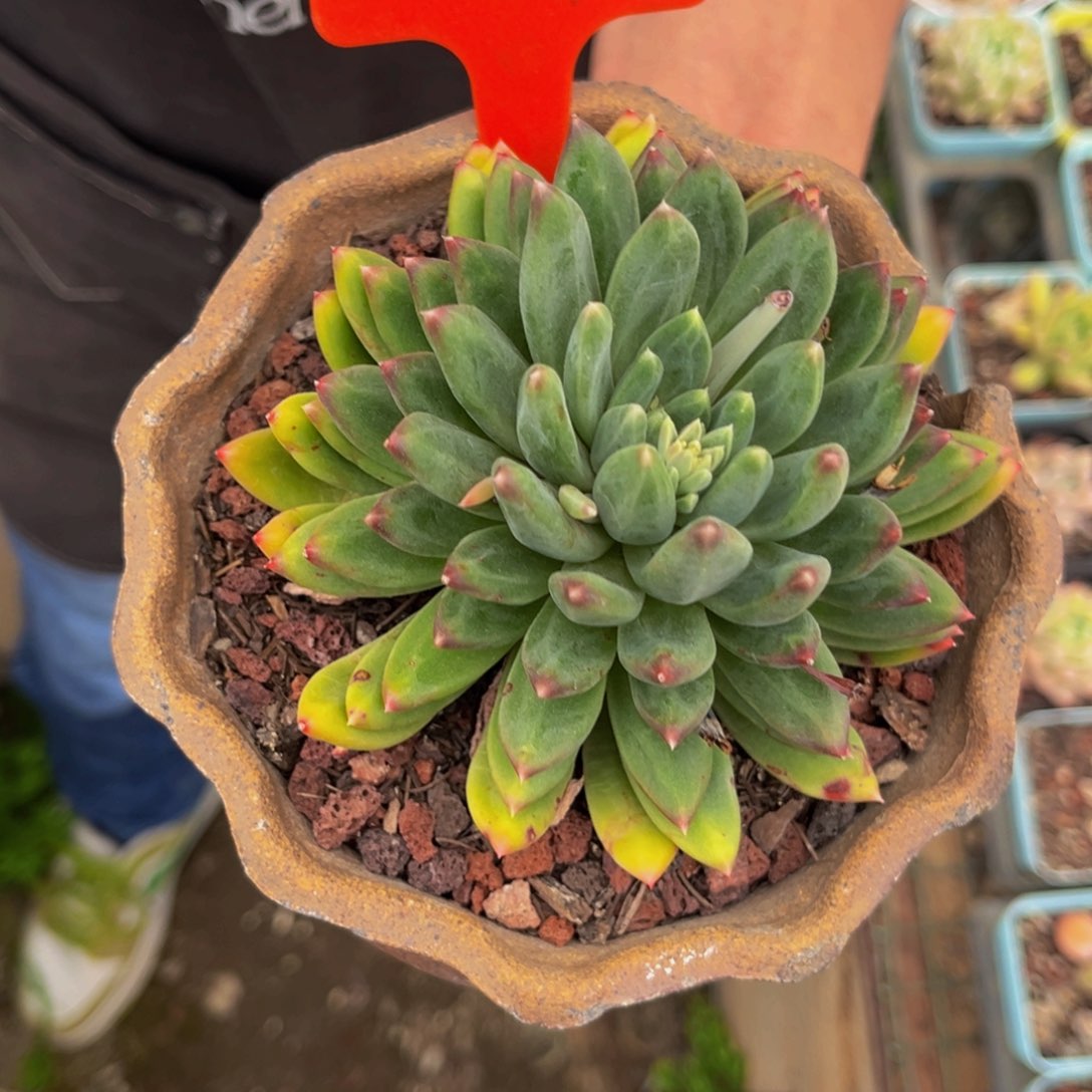 8****S2531号上午多肉植物群生多肉