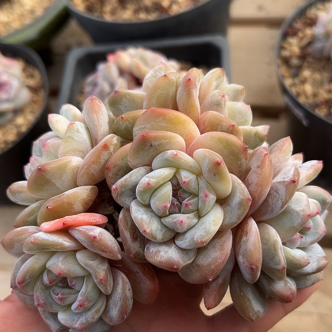 6头黄底哈哈哈哈哈