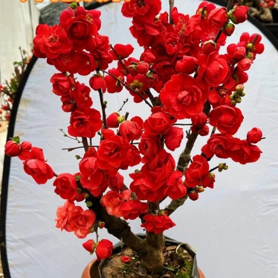 【玫瑰之约海棠】正红色花苞爆满年宵花南北方可种