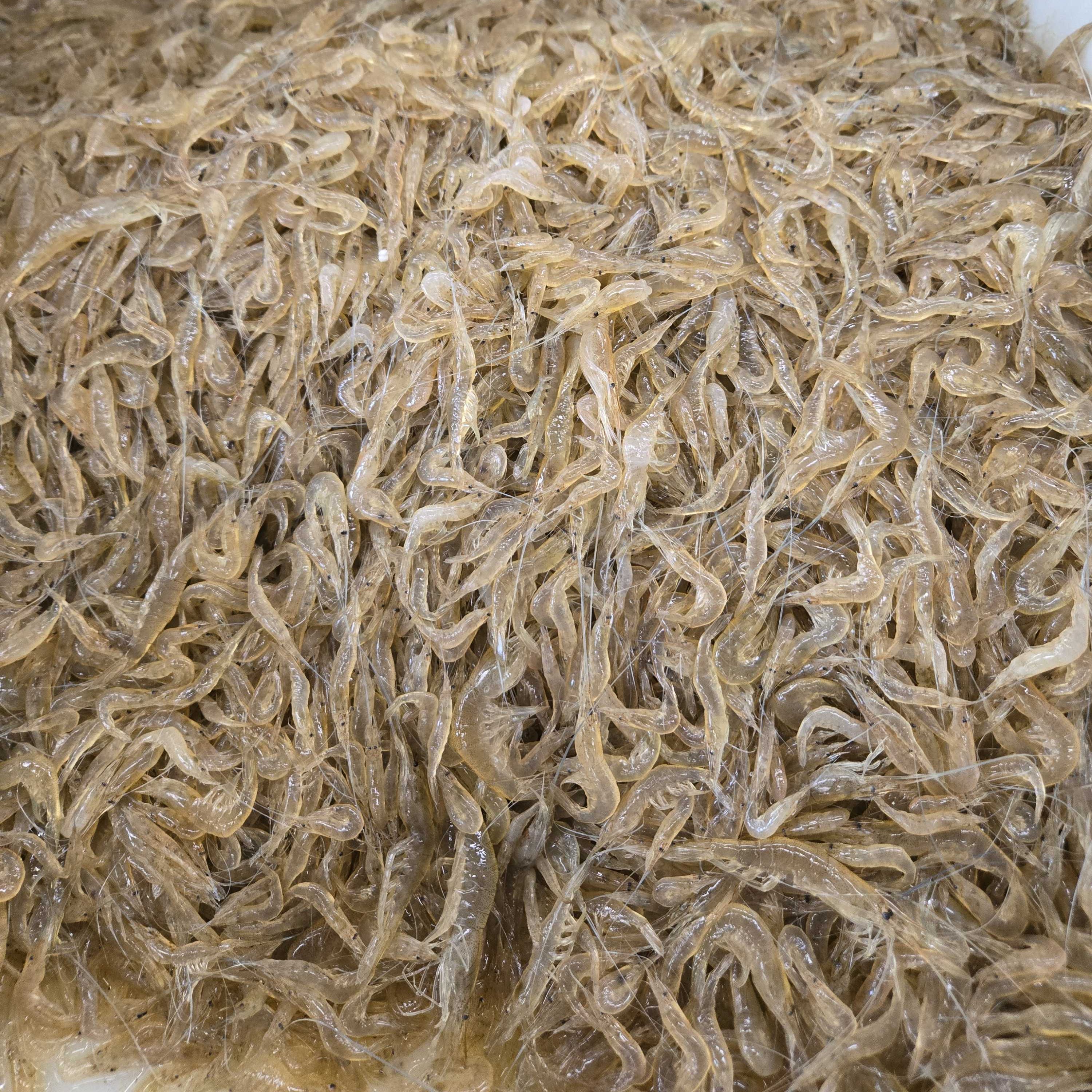 小青虾可以炸着吃（4斤送货到家）