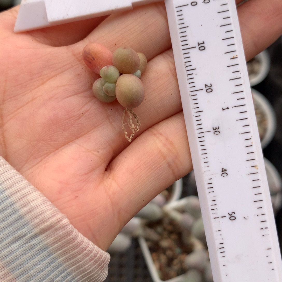 黄油 萤火虫 精品韩国奶酪多肉