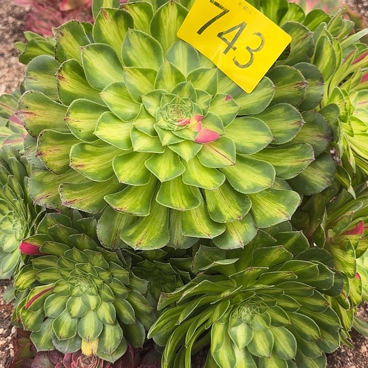 哈哈多肉葡萄福利743