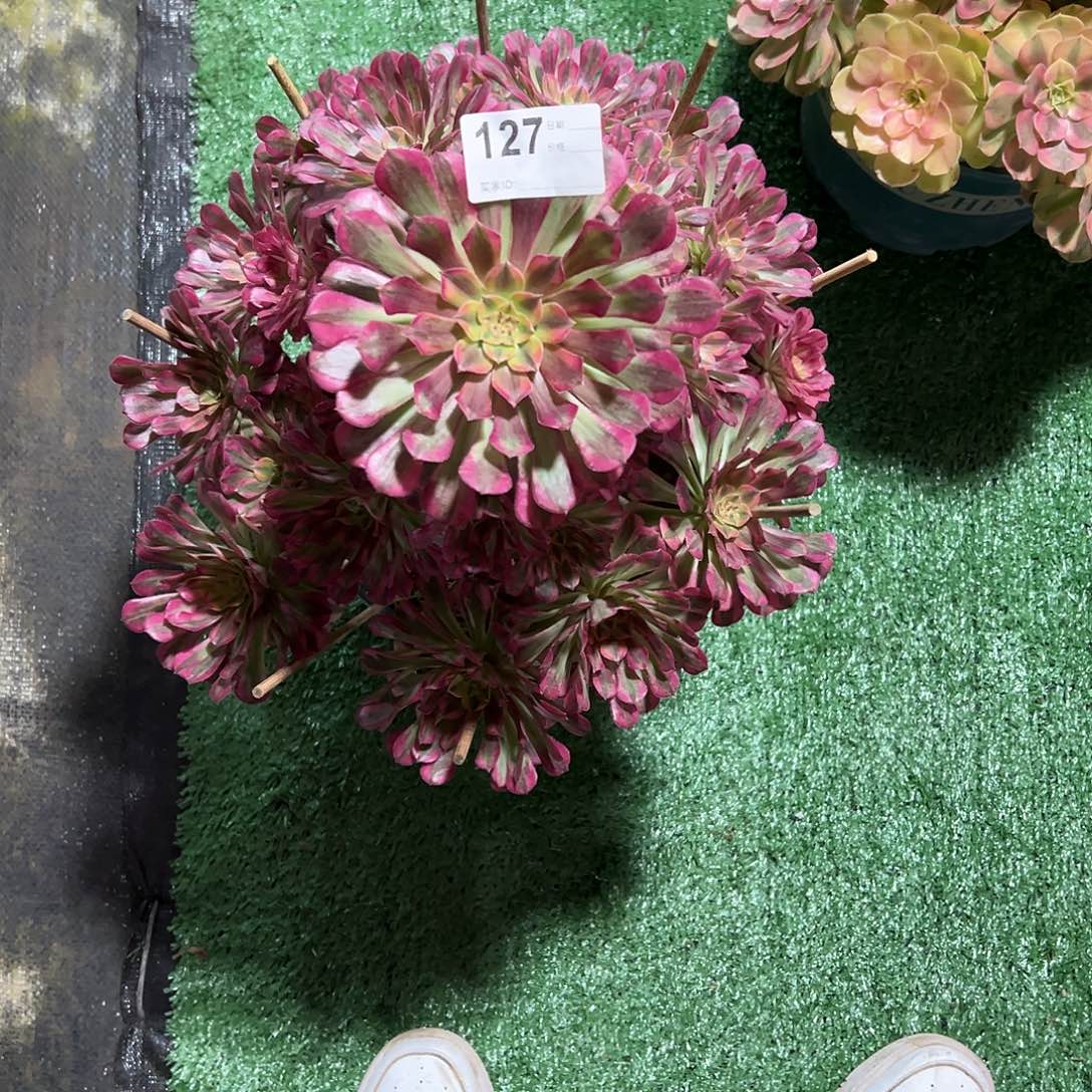 127祝融多肉法师植物