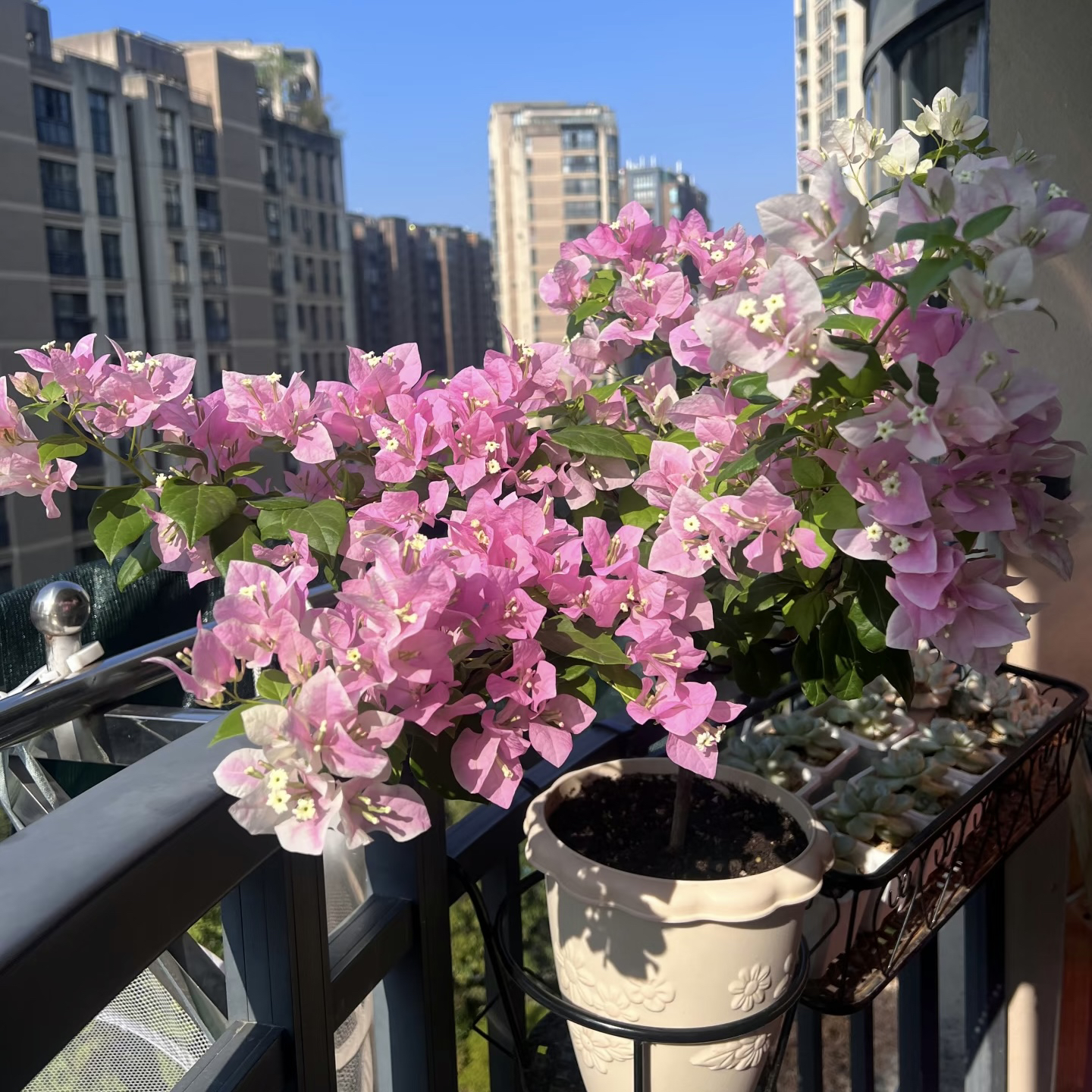 广红樱·淡粉乳白变色四季开花三角梅爬藤