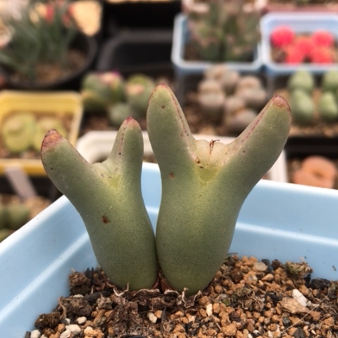 多肉肉锥 皮卡丘