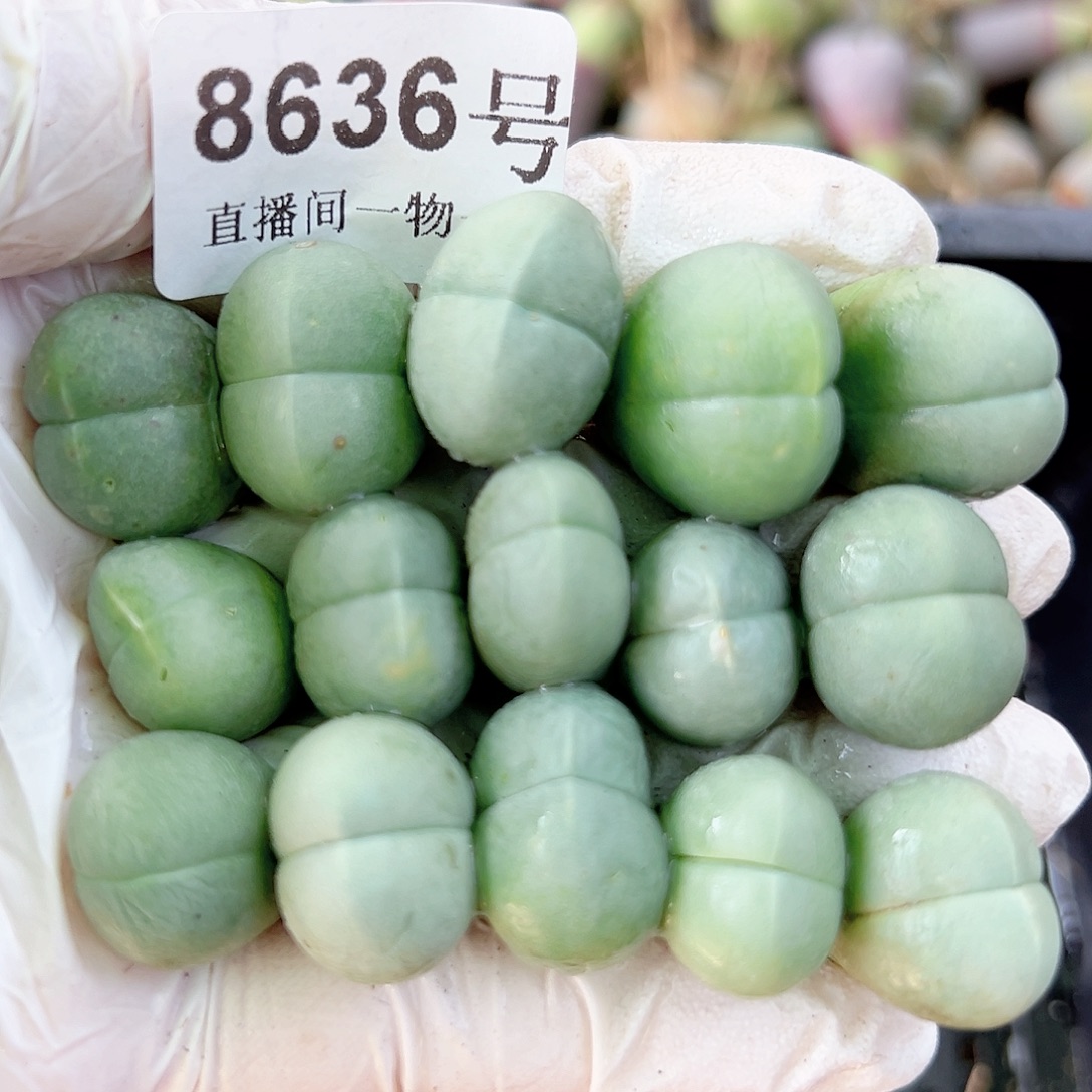 8636 好养易活生石花大母本15个