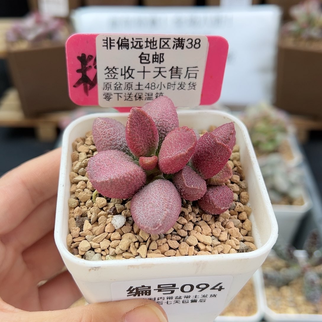 094赛猪肝多肉植物