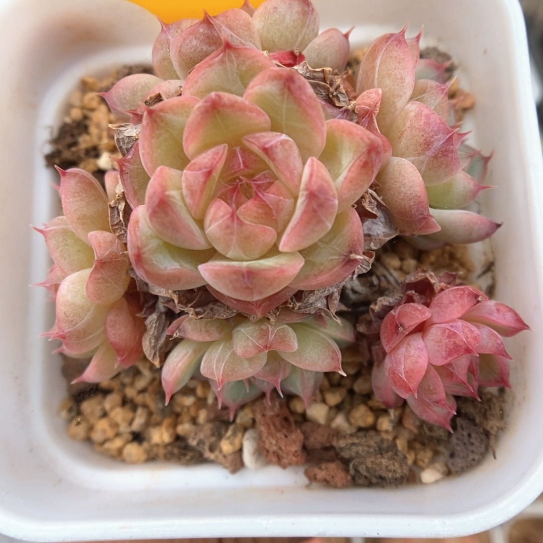 缤纷珍妮群生665号。