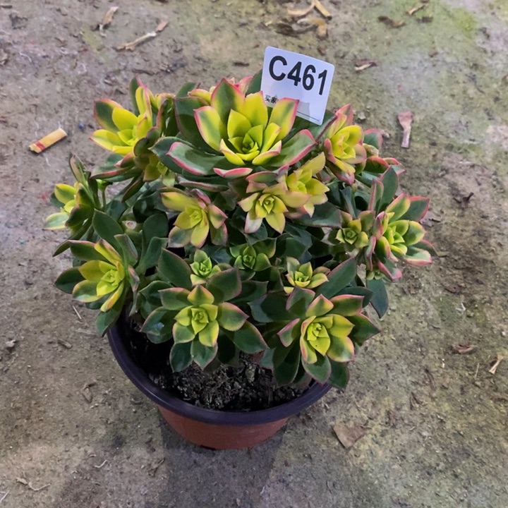 艳日辉多肉植物461