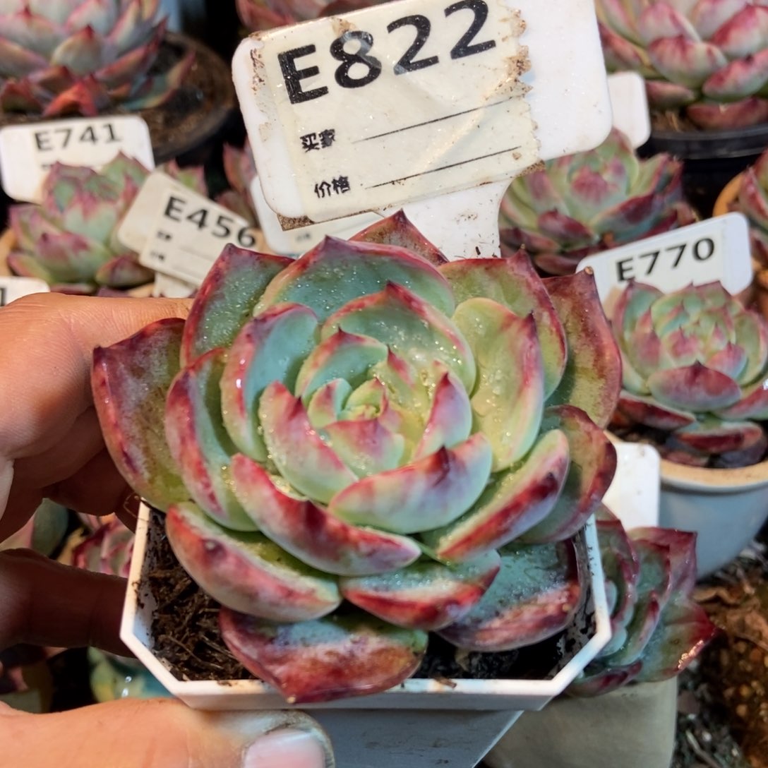 惊鸿一瞥822号楼的