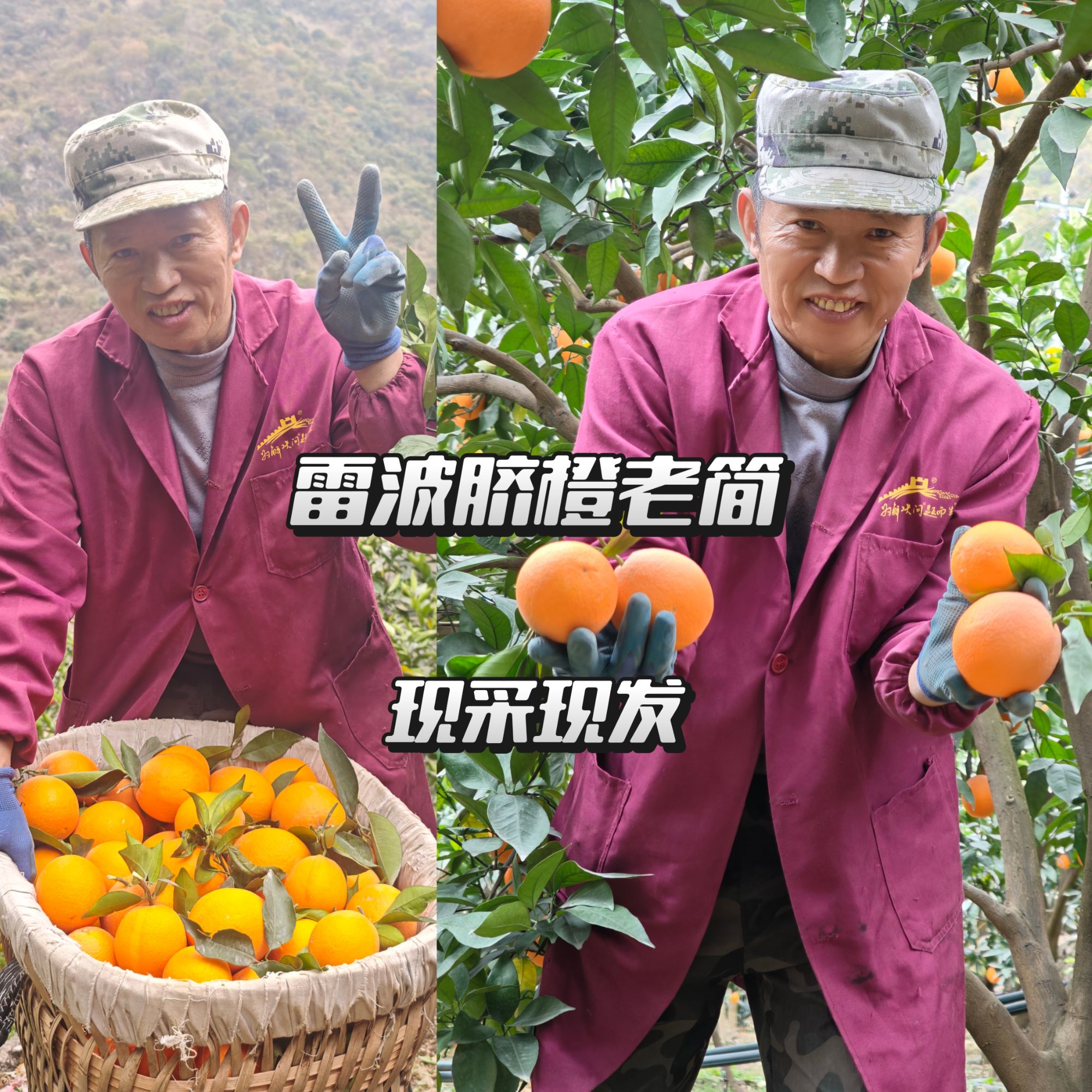 新店开业，立减12元！大凉山正宗雷波脐橙  自家果园现摘现发！