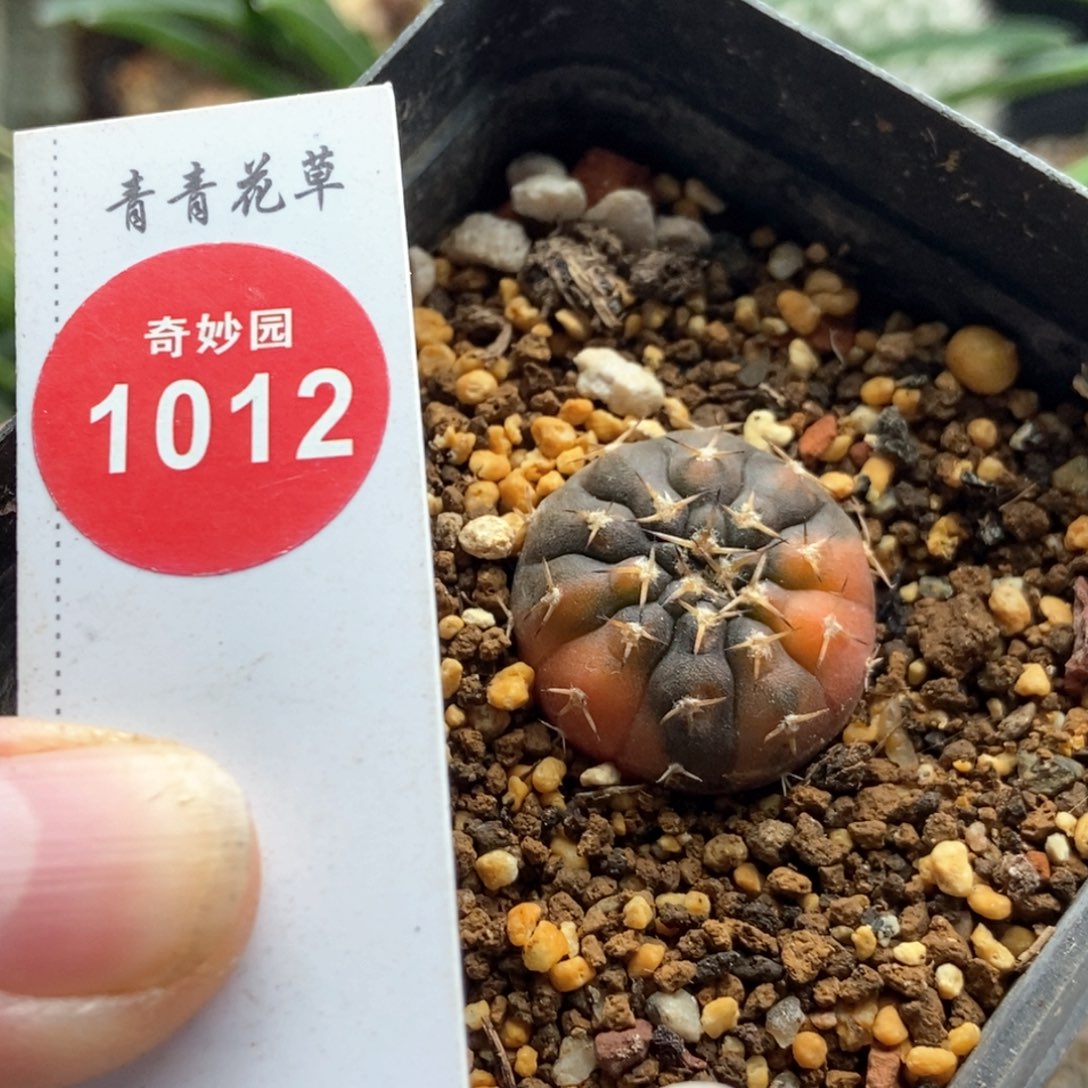 实生怪龙丸锦2.3cm