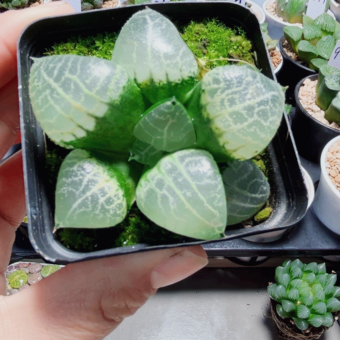 水晶康平多肉植物6666