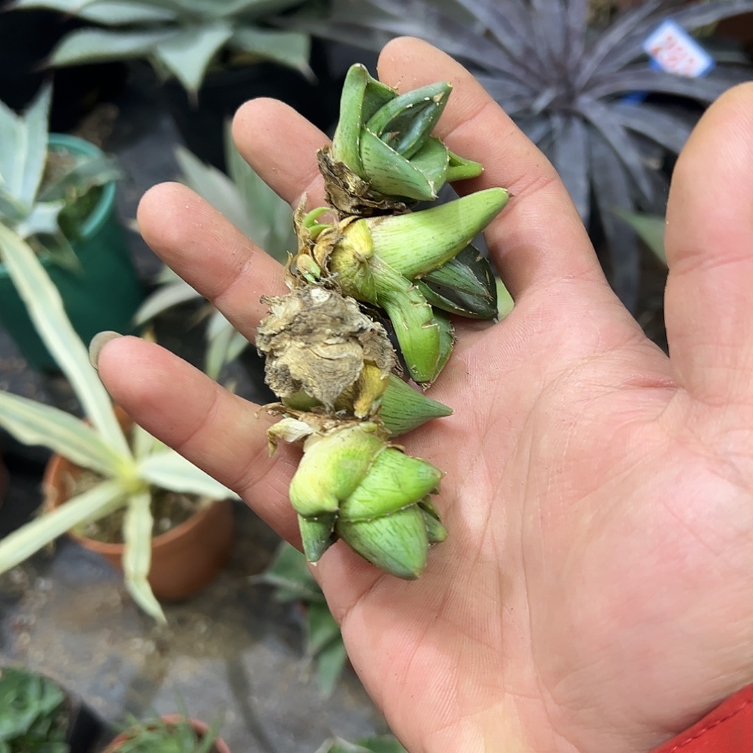 普米拉龙舌兰侧芽
