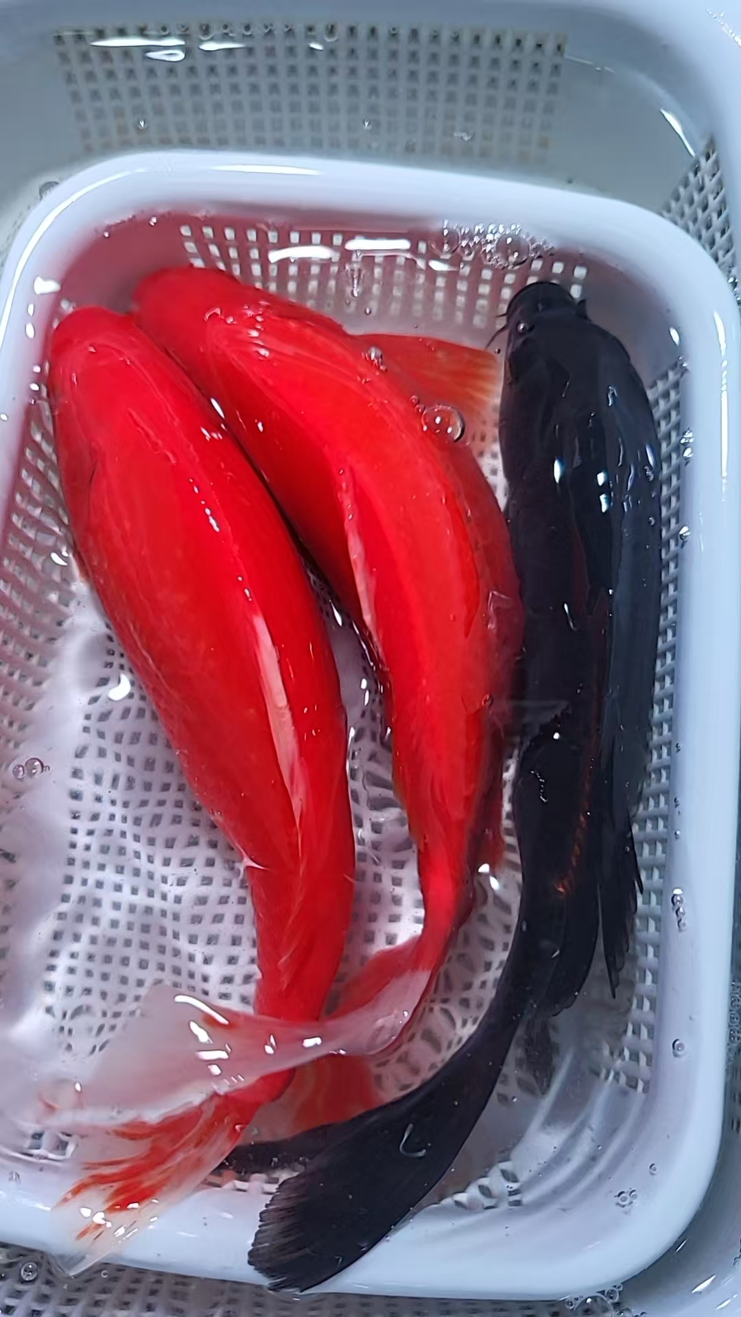 【黑金+红凤尾】18-20cm2红草1黑观赏鱼锦鲤冷水鱼活鱼耐活