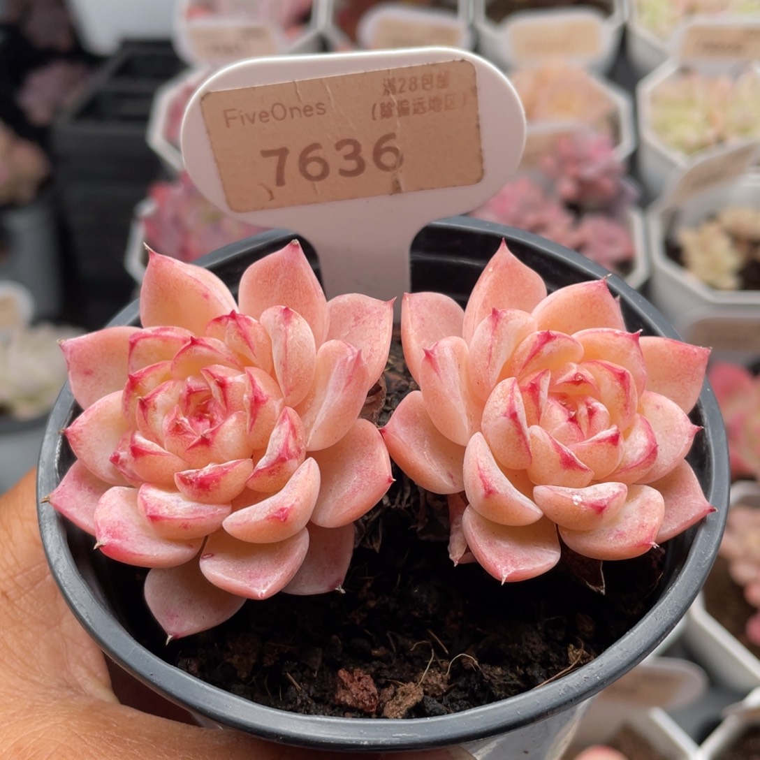 天鹅绒7636-8.0厘米