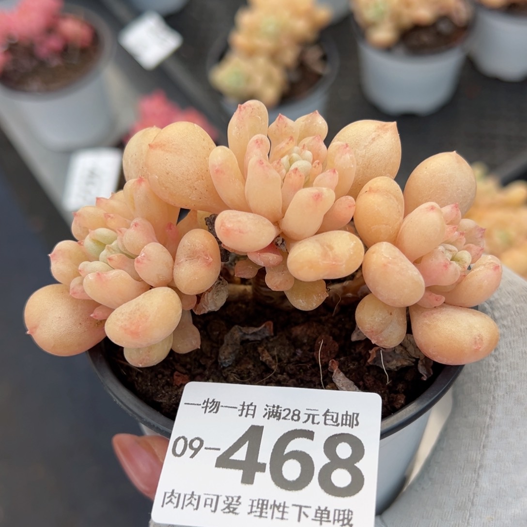 艾尔盖茨多多肉多肉多肉多肉多肉
