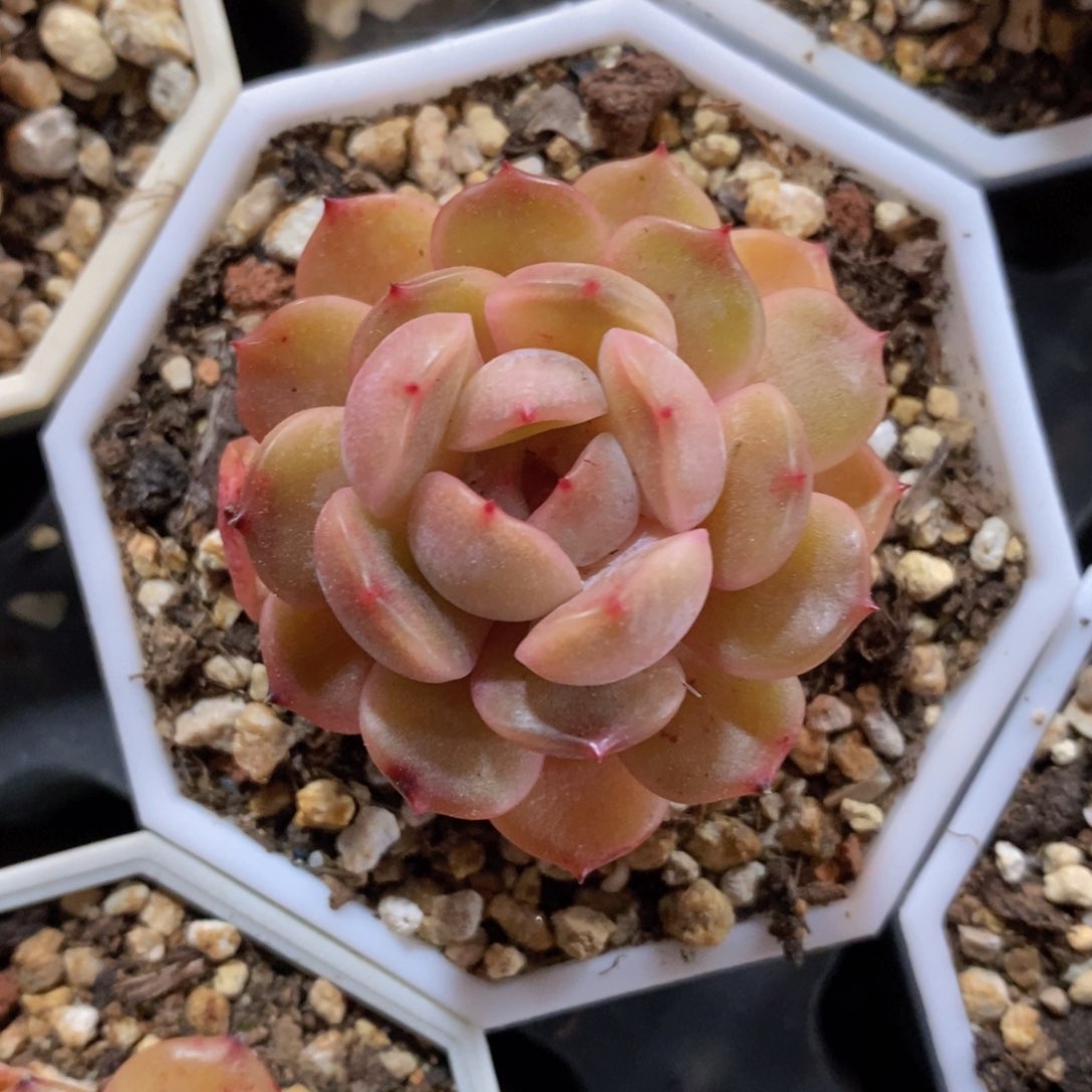 可问主播品种，下滑链接更多品种多肉选择