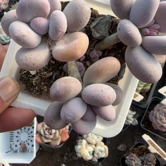 203奶酪多肉植物多