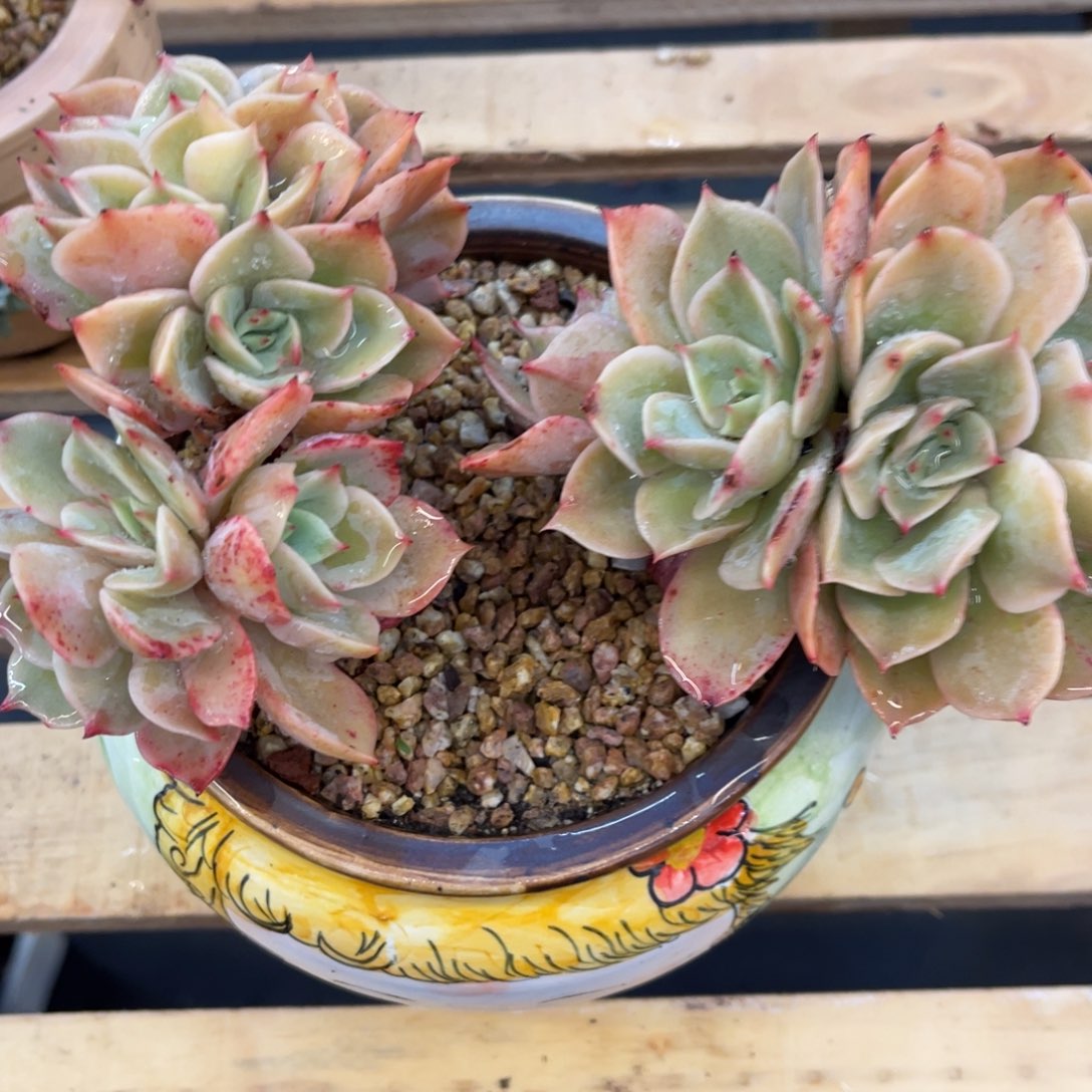 蔷**瑰373737383838383838