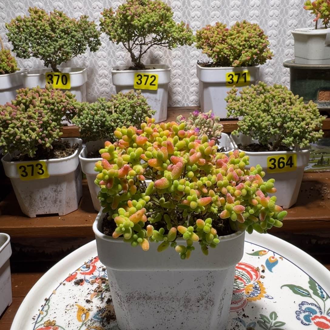 枝干番杏多肉376