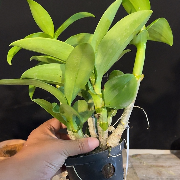 当前无花朵，栽培后可花朵阿珍中奖1252