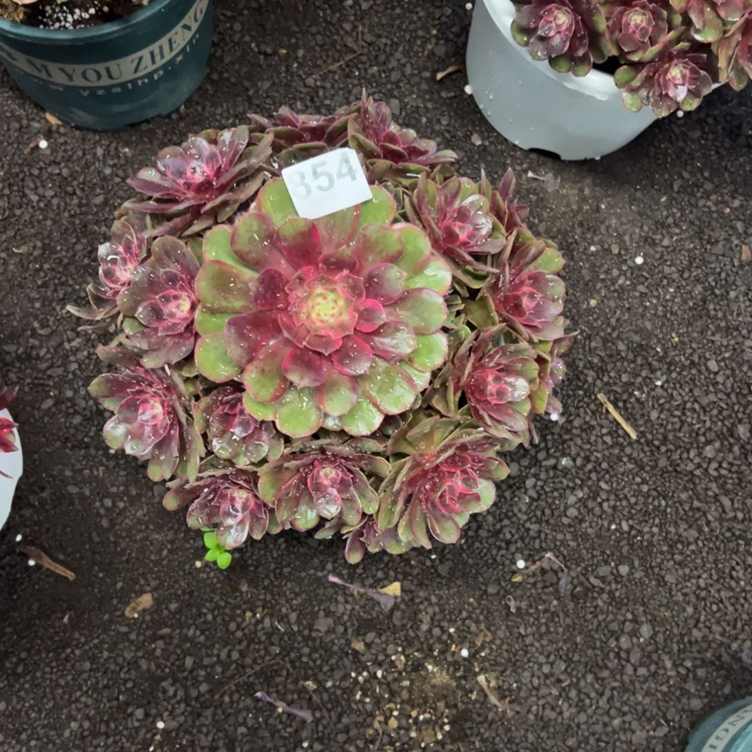 星***愿我是真的很喜欢这个