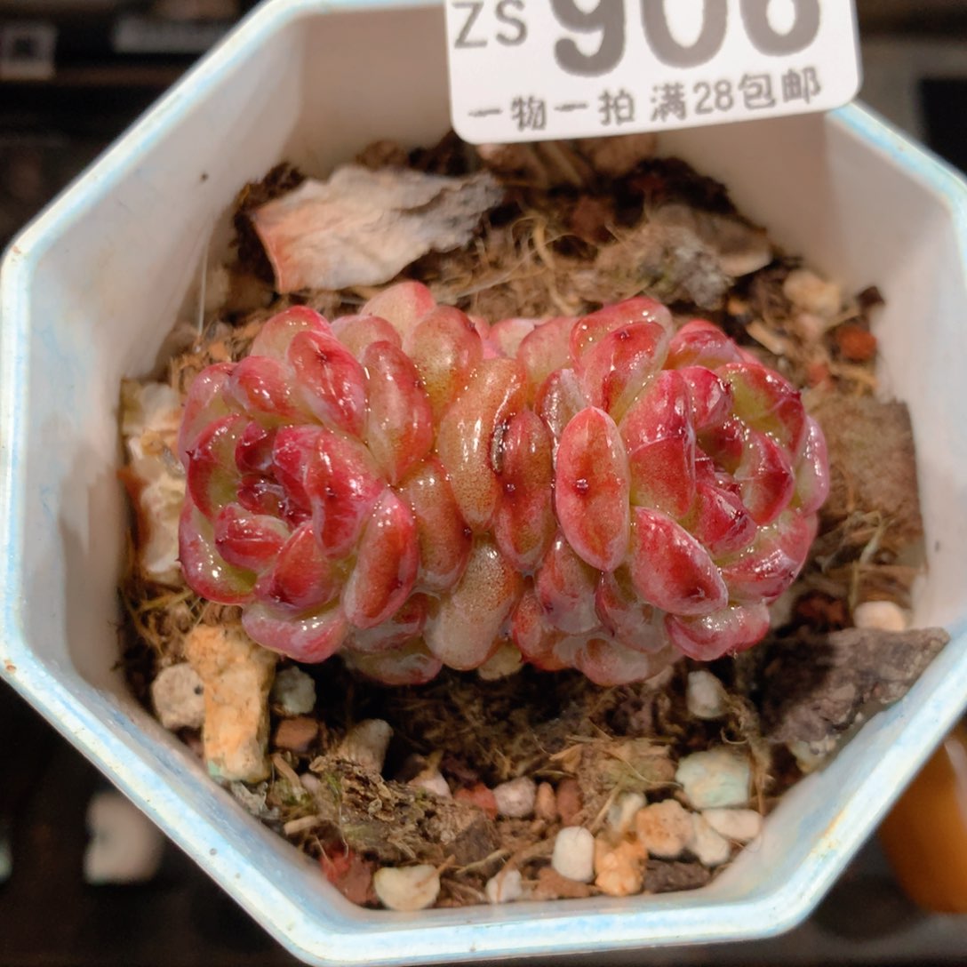 5CM拇指盆精控多肉ZS906