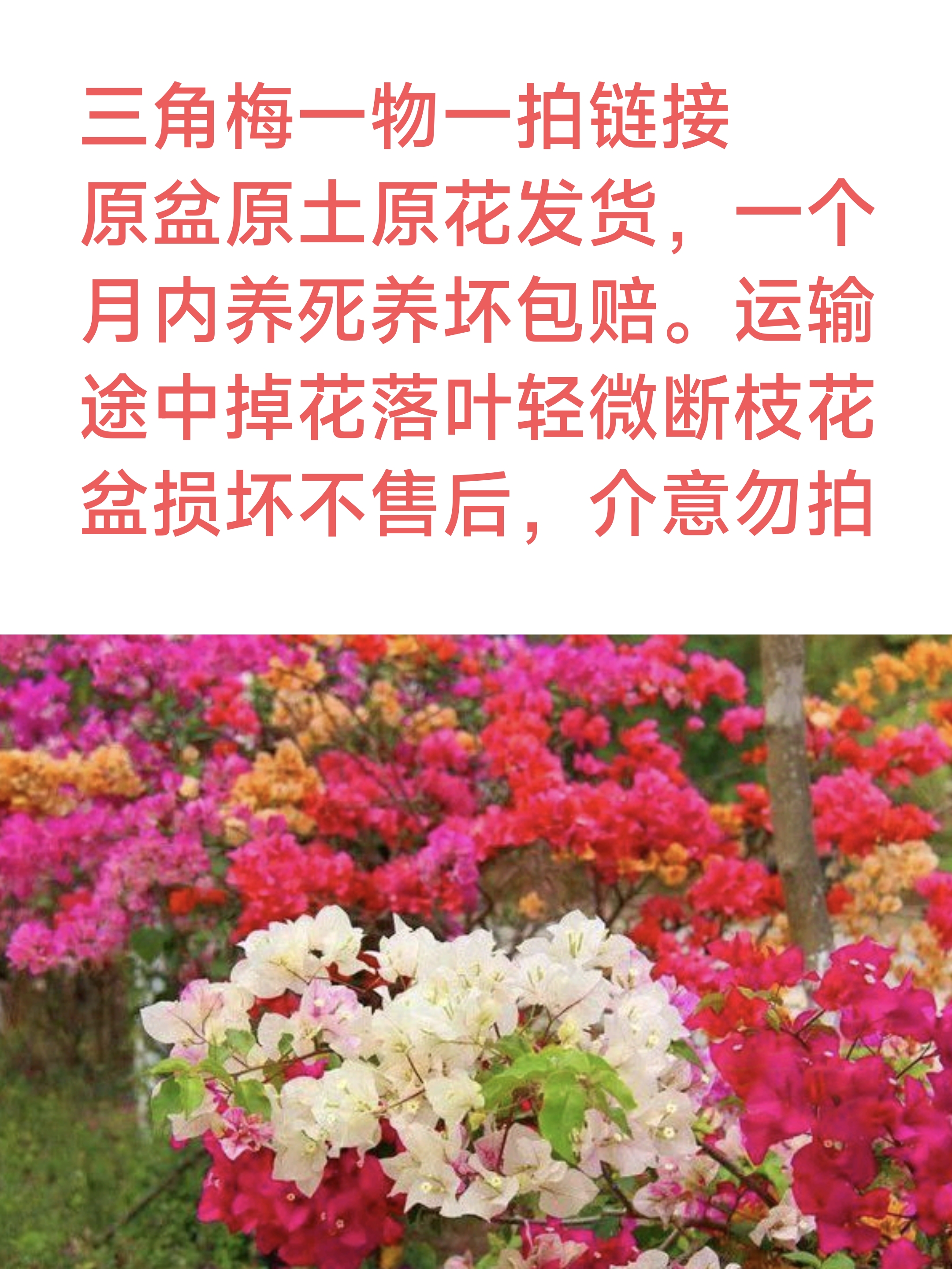 彩花三角梅 掉花落叶不售后一八