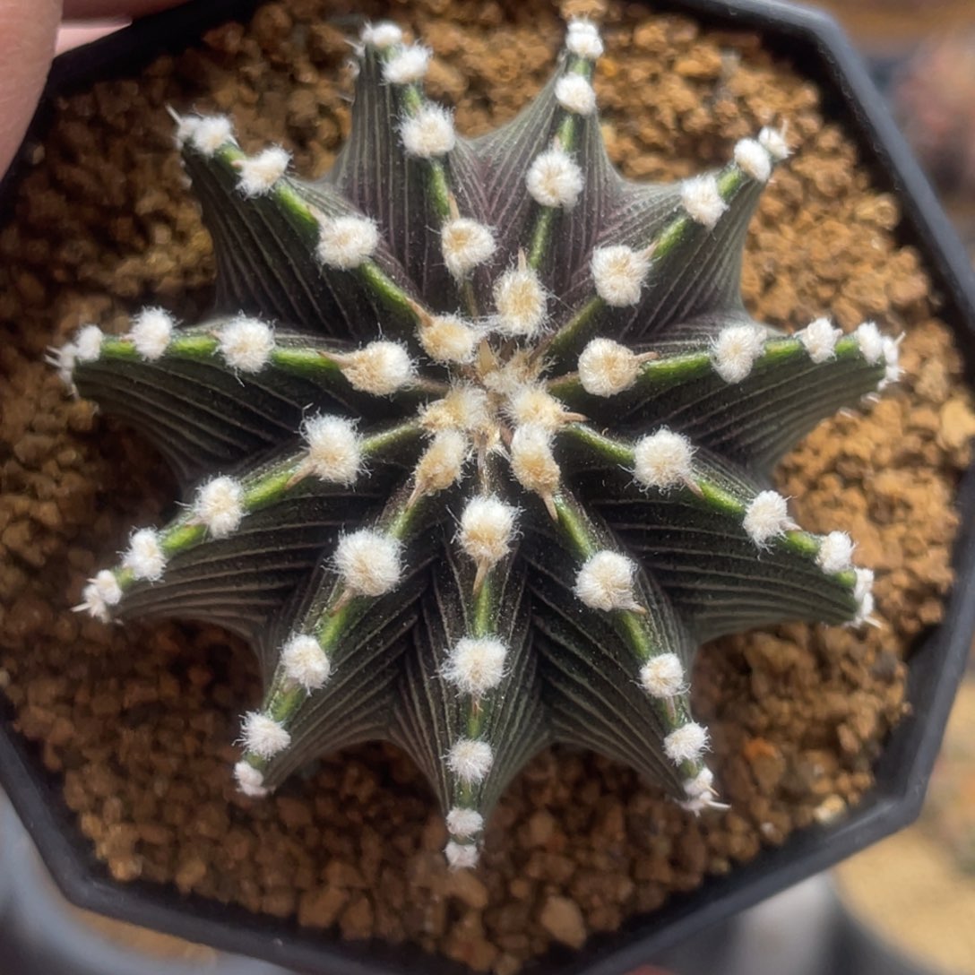 当前无花朵，栽培后可花朵高绒密骨纹肋骨