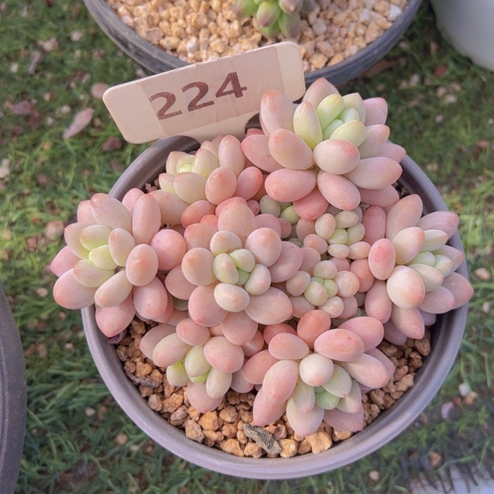 健健康康平平安安