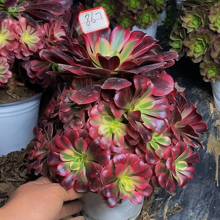 美杜莎老桩捧花867好