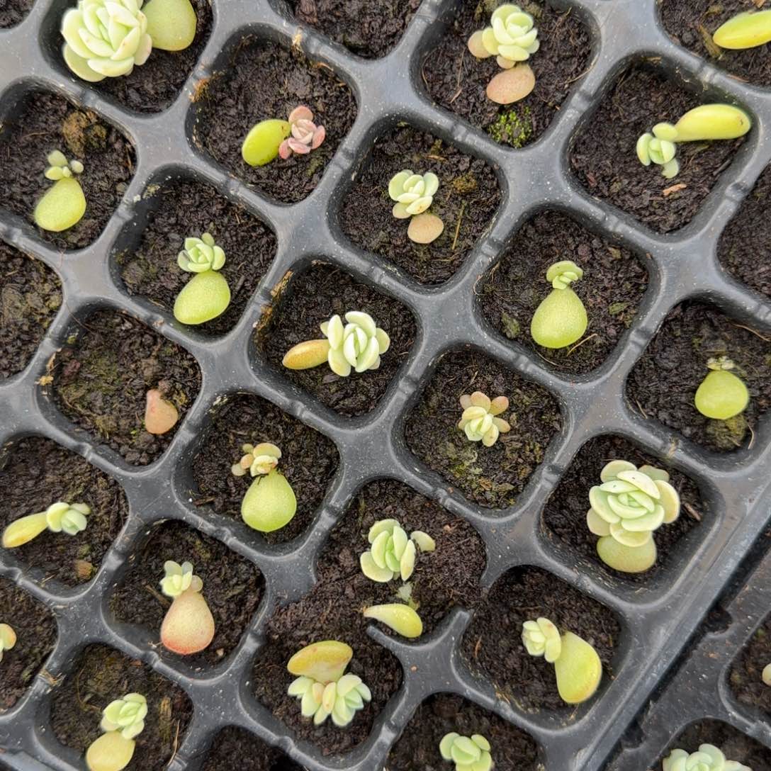 海月穴一个满25包邮