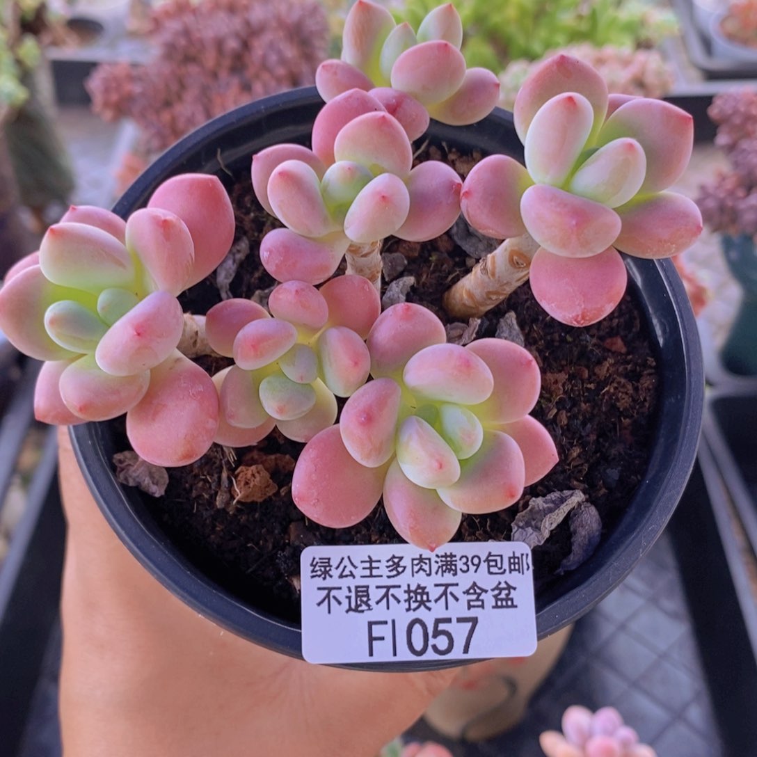 樱花洛神9cm1057多肉植物 
