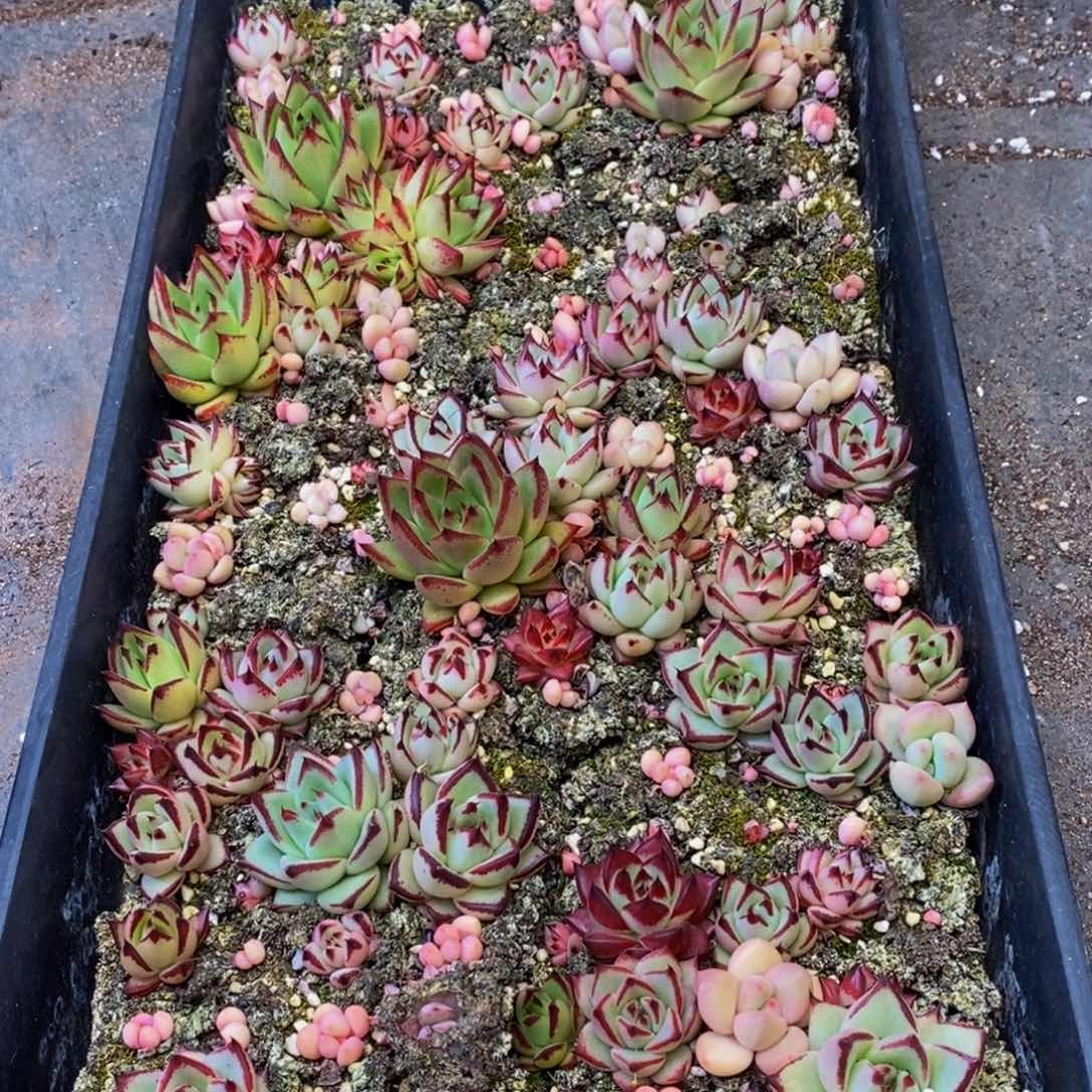 182多肉植物保护研究所所长助理