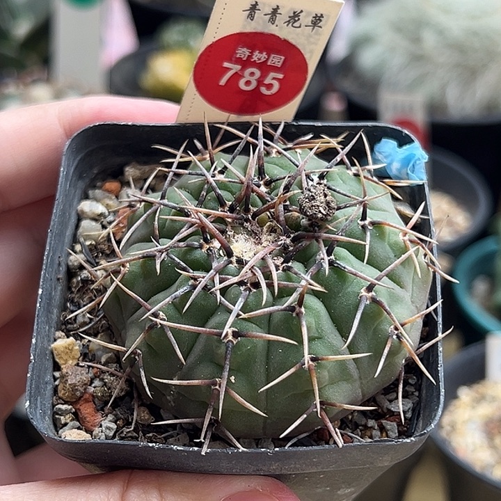 实生黑刺凤头一棵仙人球