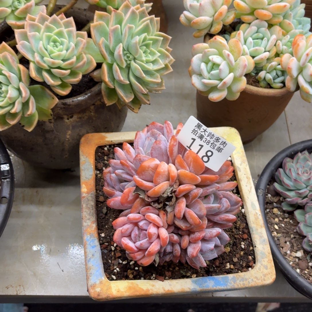 小***爱黑大帅多肉118新颖