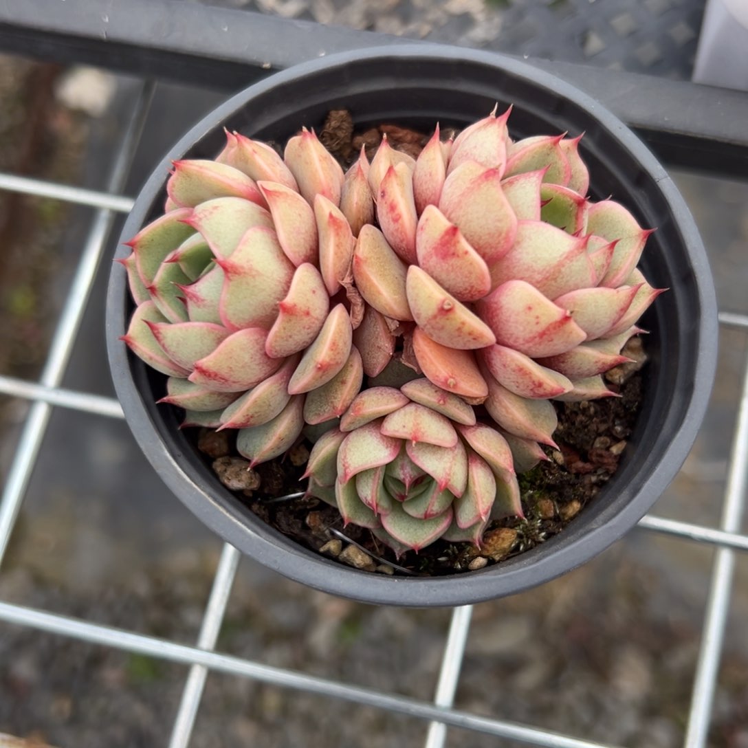 苯巴精控多肉一物一拍